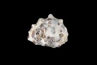 藏品(白齒岩螺)的圖片